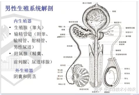 陰莖種類|男性生殖系統